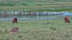 onca-pintada-na-‘espreita’-prepara-ataque-mortal-contra-capivaras-no-pantanal;-video