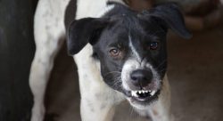 receber-carinho-irrita-os-cachorros?-veja-7-habitos-dos-humanos-que-os-animais-detestam