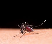 em-6-meses-casos-de-dengue-em-florianopolis-sobem-quase-200%-em-comparacao-com-2022