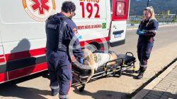 video:-cachorro-sobe-na-maca-e-entra-em-ambulancia-apos-tutor-passar-mal-em-itapema