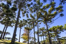 por-que-a-preservacao-das-matas-de-araucarias-e-tao-importante-para-santa-catarina