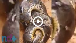 video:-anaconda-tem-boca-‘amarrada’-por-dragao-de-komodo,-mas-lagarto-esquece-de-calda-mortal