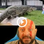 ‘vai-dar-um-pega-na-modelo’:-video-mostra-crocodilo-gigante-em-ataque-feroz