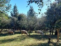 semana-do-meio-ambiente:-pesquisa-da-epagri-viabiliza-geracao-de-renda-e-preservacao-ambiental-no-mesmo-espaco-rural