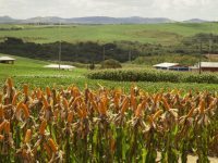 governo-do-estado-inicia-distribuicao-de-sementes-de-milho-do-programa-terra-boa