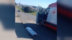 ciclista-sofre-mal-subito-e-morre-as-margens-da-br-282-em-sc