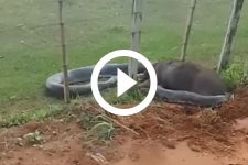 sucuri-enfrenta-batalha-mortal-com-capivara-e-mostra-que-nao-e-invencivel