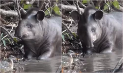 ‘pesadona’:-anta-e-flagrada-desfrutando-de-banho-revigorante-na-natureza-selvagem