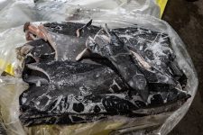 ‘ilegal-e-insustentavel’:-o-que-e-‘shark-finning’,-pesca-de-tubaroes-para-uso-das-barbatanas