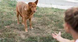 homem-que-abusava-sexualmente-de-cachorra-e-condenado-em-sc