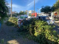 chapeco-aprova-nova-lei-e-define-multa-para-destino-incorreto-de-lixo-e-galhos