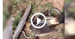 ‘olha-a-algazarra’:-cobra-corredeira-tenta-comer-anu-branco-adulto