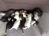 mulher-e-indiciada-apos-abandonar-cachorra-e-filhotes-embaixo-de-sofa-em-mudanca-em-palhoca