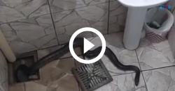 video:-sucuri-faz-‘visita-surpresa’-e-e-flagrada-ao-sair-do-ralo-de-banheiro