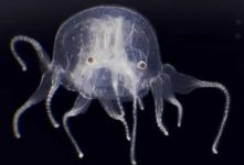 agua-viva-com-24-olhos-e-‘dardos-fatais’-e-descoberta-por-cientistas-chineses