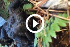 video-macabro-mostra-sapo-sem-cabeca-vivo-na-natureza