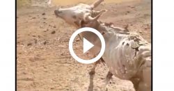 video:-registro-alucinante-flagra-vaca-morta-de-pe