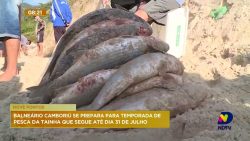 temporada-da-pesca-da-tainha-comeca-na-proxima-segunda-feira-e-segue-ate-31-de-julho