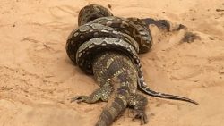 piton-africana-faz-espiral-em-lagarto-gigante-ao-ar-livre-e-forca