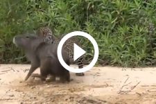 video:-capivara-vira-lanche-de-onca-em-ataque-brutal