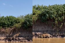 ‘inacreditavel’:-duelo-entre-onca-e-serpente-tem-fim-dramatico-no-pantanal 