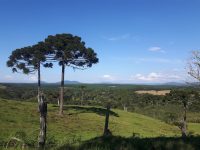 pesquisa-da-ufsc-sugere-que-pequenos-produtores-de-pinhao-tenham-atividade-protegida