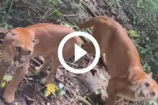 video:-mulher-da-de-cara-com-animal-feroz-em-trilha;-‘sera-que-a-onca-ataca-ou-nao’?