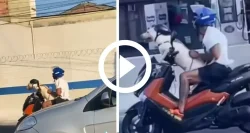 video:-cachorro-chama-atencao-ao-aparecer-‘dando-um-role’-de-moto:-‘ta-sabendo-viver’