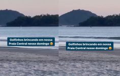 golfinho-e-filmado-brincando-em-praia-de-balneario-camboriu-e-encanta-moradores