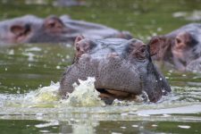 ‘rio-da-morte’:-hipopotamos-viram-canoa,-matam-bebe-e-deixam-outras-23-pessoas-desaparecidas