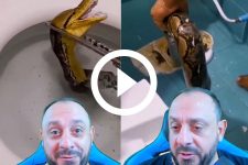 video:-‘meu-irmao,-o-o-tamanho’;-cobra-capaz-de-devorar-humano-e-encontrada-dentro-de-privada