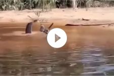 ‘boto-vai-pras-cucuia’:-jacare-surpreende-especie-rara-do-amazonas-em-video-inedito