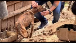 policia-resgata-29-animais-em-situacao-de-extrema-vulnerabilidade-no-vale-do-itajai