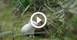 video:-capivara-albina-filhote-vive-“numa-boa’-entre-o-bando-e-chama-atencao-de-biologo