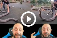 video:-‘olha-o-tamanho,-mermao’;-biologo-comenta-resgate-da-maior-cobra-venenosa-do-mundo