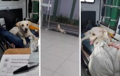 de-carona-na-ambulancia,-“doguinho”-e-seu-amigo-foram-liberados