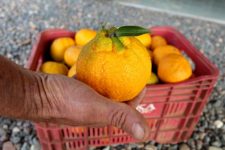 fruta-e-tema-de-festa-tradicional-em-apiuna-neste-fim-de-semana;-descubra-qual